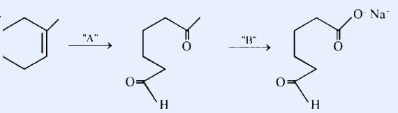 Reaction sequence. Left: 1-methylcyclohexene (six-membered ring with a double bond bearing a methyl substituent on one of the doubly bonded carbons). Arrow labelled 'A' to an open-chain keto-aldehyde: a straight chain with a methyl ketone (C=O with terminal CH3) at one end and an aldehyde (CHO, drawn as C=O with H) at the other end. Arrow labelled 'B' to the final product: same chain now with the ketone end converted to a sodium carboxylate (C(=O)-O- Na+) and the aldehyde (CHO) retained at the other end.
