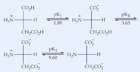 A four-step acid-base dissociation sequence of aspartic acid shown as four skeletal amino-acid structures connected by equilibrium arrows labelled with pK values. Structure 1 (fully protonated): central CH carbon bearing H3N+ on the left, an upper COOH (CO2H) group, a lower side chain CH2CO2H, and an H on the right. An equilibrium arrow labelled pK1 = 1.88 leads to Structure 2: same backbone but the upper carboxyl is now deprotonated CO2- (H3N+ retained, side chain still CH2CO2H). An equilibrium arrow labelled pKR = 3.65 leads to Structure 3 (drawn on the second row): backbone with H3N+ left, upper CO2-, side chain now deprotonated CH2CO2-. An equilibrium arrow labelled pK2 = 9.60 leads to Structure 4: amino group now neutral H2N, upper CO2-, side chain CH2CO2-, H on right. Each structure drawn as a vertical carbon with the amino group and an H on the horizontal bonds and the two carboxyl-bearing groups above and below.