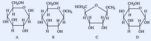 Four cyclic carbohydrate Haworth-style structures labelled A to D. A: pyranose six-membered ring with CH2OH at top carbon and a free OH at the anomeric carbon (hemiacetal); ring carbons bearing H and OH substituents in glucopyranose arrangement. B: same pyranose ring but the anomeric carbon bears OCH3 instead of OH (methyl glycoside / acetal), CH2OH at top. C: furanose five-membered ring with HOH2C group on one side and OCH3 at the anomeric carbon (acetal/glycoside), ring carbons bearing OH and H. D: pyranose six-membered ring with CH2OH at top and a free OH at the anomeric carbon (hemiacetal), with HO and OH substituents on ring carbons.