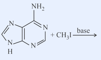 Reaction scheme. Substrate: adenine — a purine bicyclic ring system (fused imidazole + pyrimidine) bearing an exocyclic NH2 group on the pyrimidine ring and an N-H on the imidazole ring. Reagent: + CH3I, base over the arrow.
