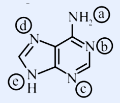 A purine (adenine) ring system: a fused imidazole and pyrimidine bicyclic ring. The exocyclic amino group (NH2) on the six-membered ring is labelled (a); the pyrimidine ring nitrogen adjacent to the amino-bearing carbon is labelled (b); the other pyrimidine ring nitrogen at the bottom is labelled (c); the imidazole ring nitrogen with no attached hydrogen (pyridine-type) at the top of the five-membered ring is labelled (d); and the imidazole ring nitrogen bearing a hydrogen (N-H, pyrrole-type) at the bottom of the five-membered ring is labelled (e).