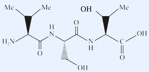 Tripeptide drawn N-terminal to C-terminal with the three alpha-carbon side chains and two amide linkages.