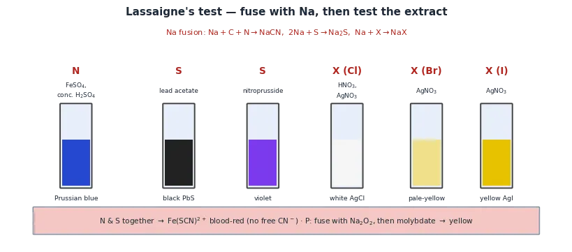 Colour-coded test tubes for Lassaigne detection: nitrogen gives Prussian blue, sulphur gives black lead sulphide or a violet nitroprusside colour, and halogens give white, pale-yellow and yellow silver halide precipitates, with a note on the blood-red test when nitrogen and sulphur are both present