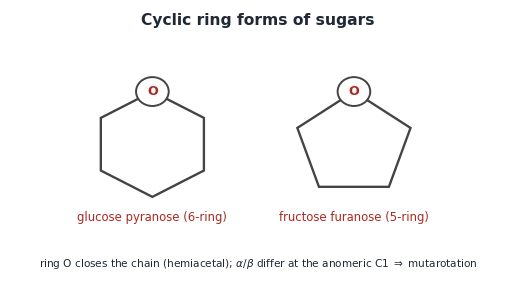 Cyclic ring forms: glucose as a 6-membered pyranose and fructose as a 5-membered furanose.