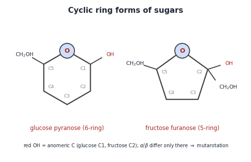 Glucose as a 6-membered pyranose (ring O, C1–C5, CH2OH on C5, anomeric OH on C1) and fructose as a 5-membered furanose (ring O, C2–C5, CH2OH on C5, anomeric C2 bearing OH and CH2OH).