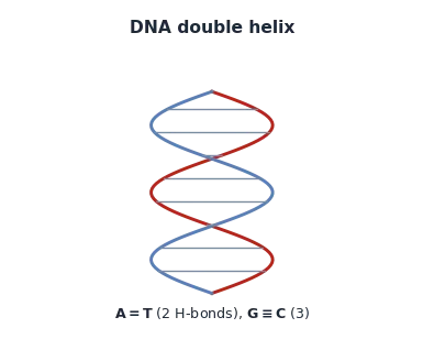 The DNA double helix held by complementary base pairing (A=T, GequivC).