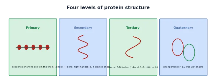 The four levels of protein structure: primary, secondary, tertiary and quaternary.