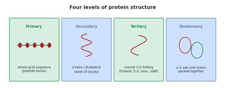 The four levels of protein structure: primary, secondary, tertiary and quaternary.