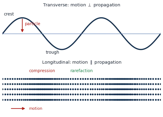 Transverse wave (sine curve, particle motion perpendicular) and longitudinal wave (compressions and rarefactions, particle motion parallel)